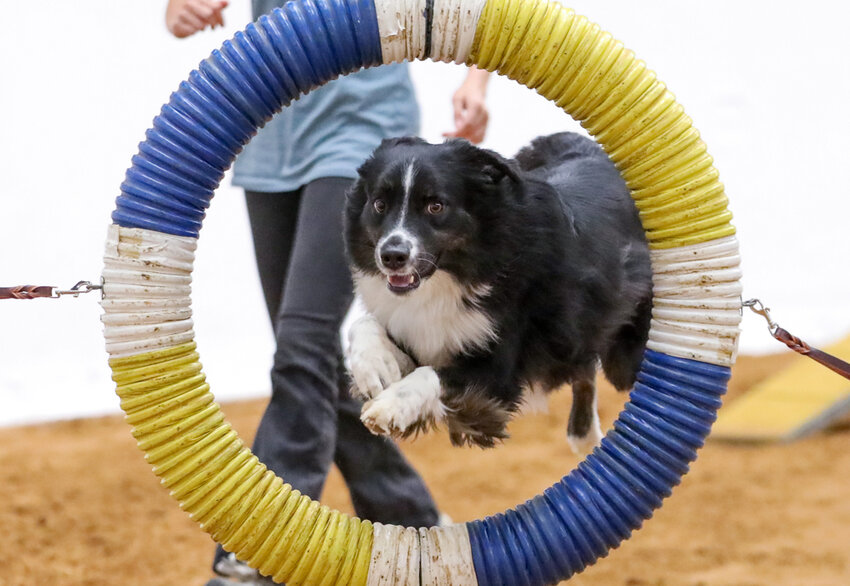 Aledo student heads to Junior Agility Open