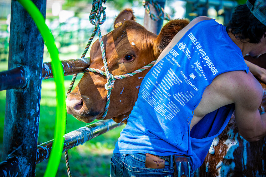 July 17 at the Saline County Fair. Haac has been showing since he was seven years-old and says the Saline County Fair is only second to Denver, CO's, which is a bit cooler.