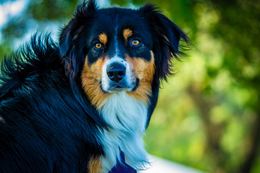 Crete's Wildwood Pool will be open until Sunday, Aug. 4, during which the pool will be open to well behaved pups and their owners during regular open swimming hours. 