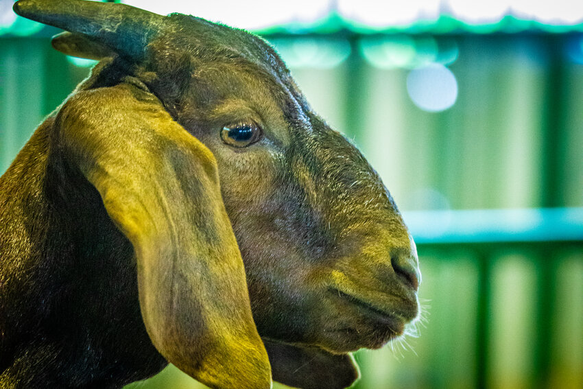 The Saline County Fair junior goat and sheep shows were held yesterday at the Saline County fairgrounds at Tuxedo Park.