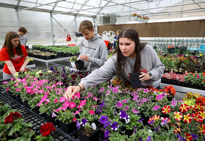 Friend High students, left to right, Isabel Weber, Zachary Vossler, Caleb Black and Kiahna Bachle work in the school's greenhouse last week as they prepare for this week's plant sale. Photo by Doug Carroll.