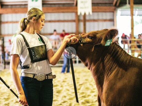 Elsie Woerner of Wilber reassures her cow during the 2022 Saline County Fair beef show.