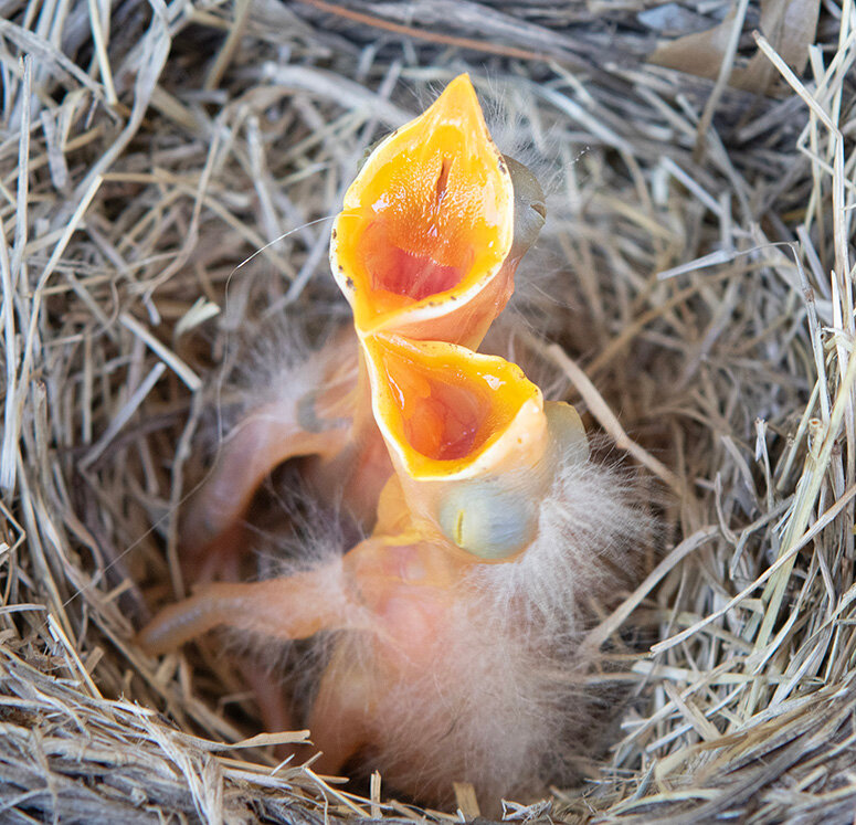 A pair of just hatched baby robins clamor for food as their parents are away searching for something to feed their hungry offspring.