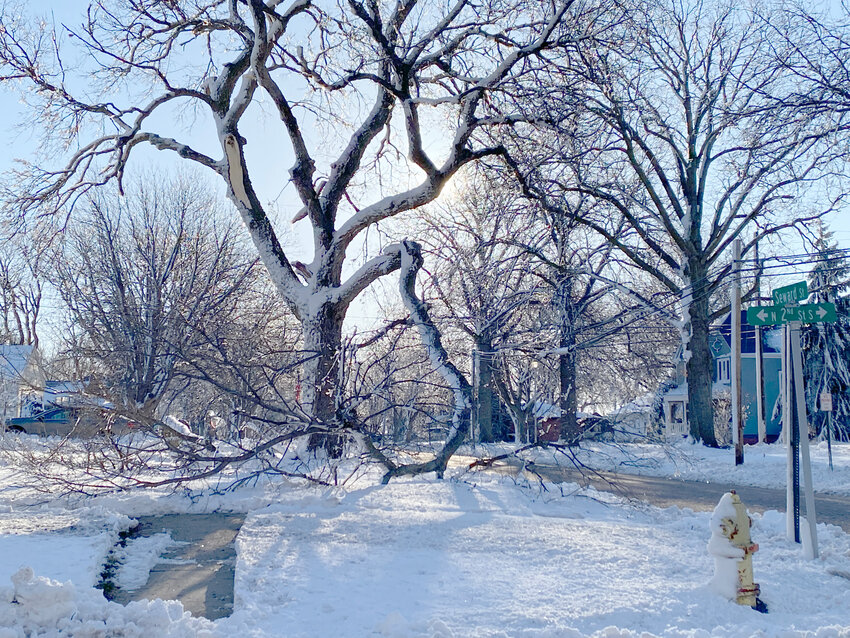 Fallen tree limbs like this one could disconnect power lines, leading to outages in neighborhoods.