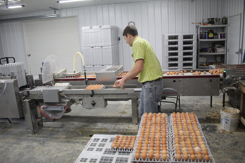 Sheldon Mast processes more than 15,000 eggs every morning.