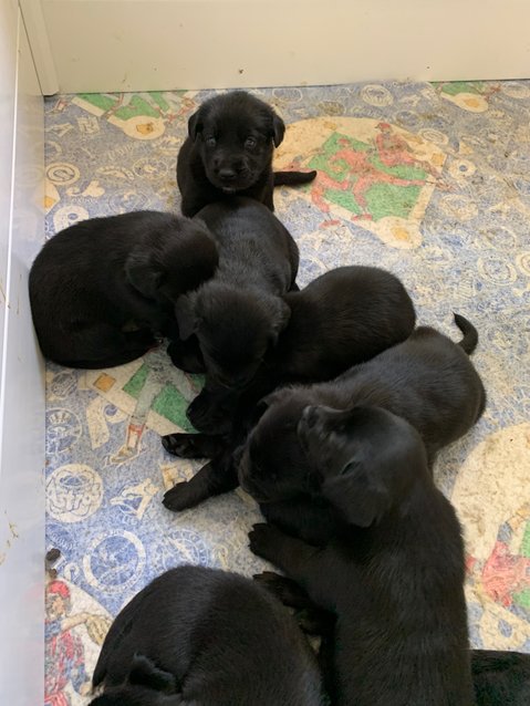 Aroma's puppies look like Labs. Their fur is velvety soft. Nine of the puppies are available for adoption. The mother dog  has her new home waiting as soon as the puppies are weaned and she is neutered.