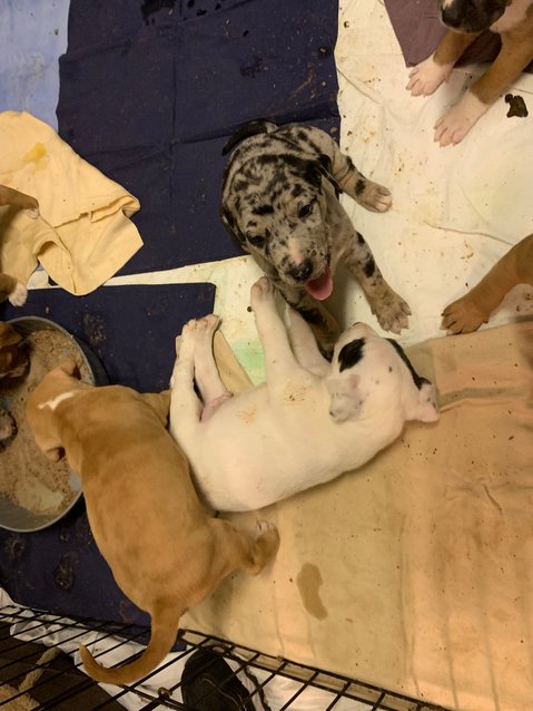 Georgia and her eight puppies were living in a culvert when rescuers found them. One pup (the gray puppy in the center of this photo) has an adopting pending. The other puppies and the mother still need homes.