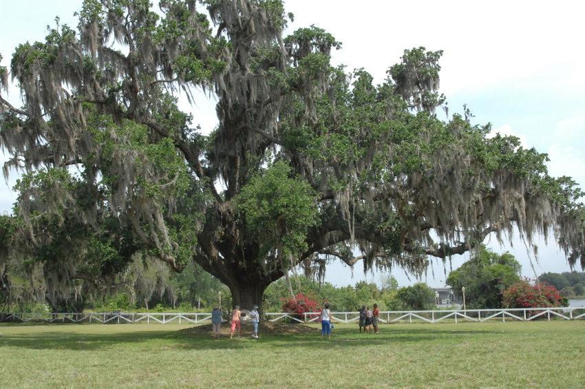 A live oak tree on the Edna Pearce Lockett Estate on the Kissimmee River is believed to be more than 450 years old.