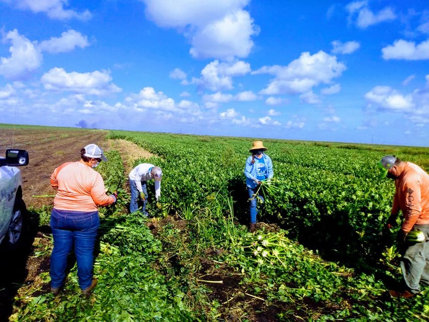 Volunteers picked celery in Belle Glade on Thursday as part of the Gleaning for Good program.