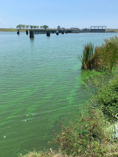 PORT MAYACA -- An algal bloom was visible in the St. Lucie Canal (C-44 canal) this week. This photo was taken on May 5.