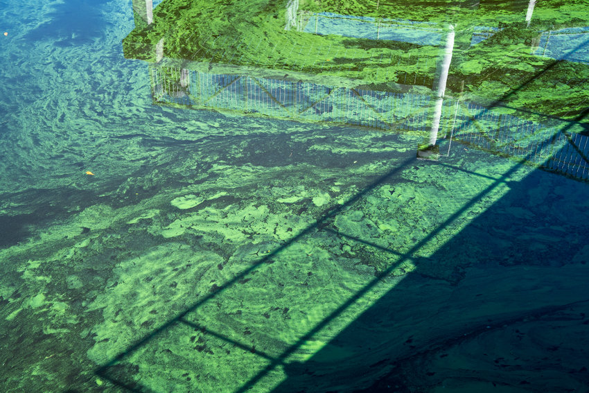 ALVA -- A blue-green algal bloom in the Caloosahatchee River was cause for concern last week.