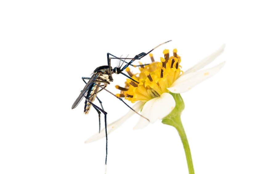 This is a close-up image of an elephant mosquito on the flower of a Spanish needles plant.
