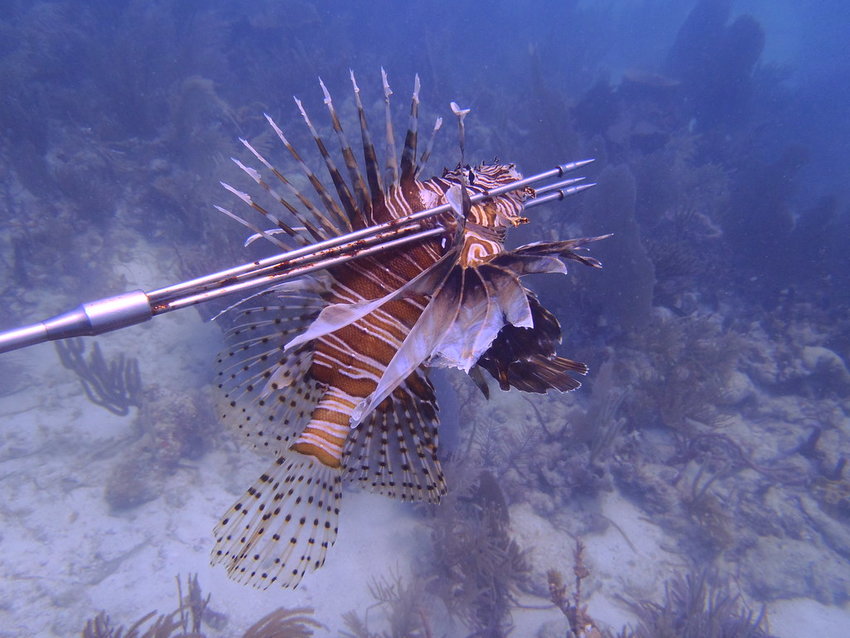 Lionfish are among Florida's invasive species