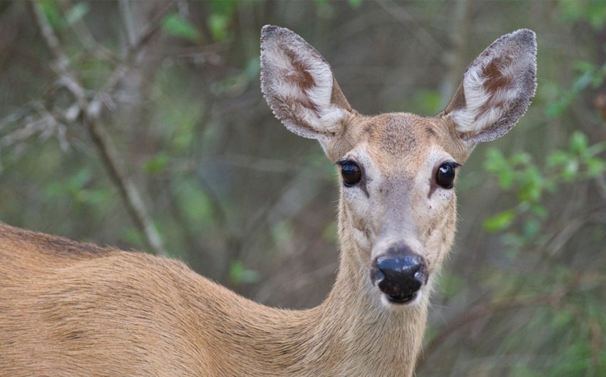 This photo shows a white-tailed deer.