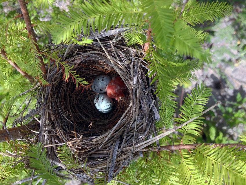 Bird nest in cypress tree planted by the FWC in 2015...FWC photo