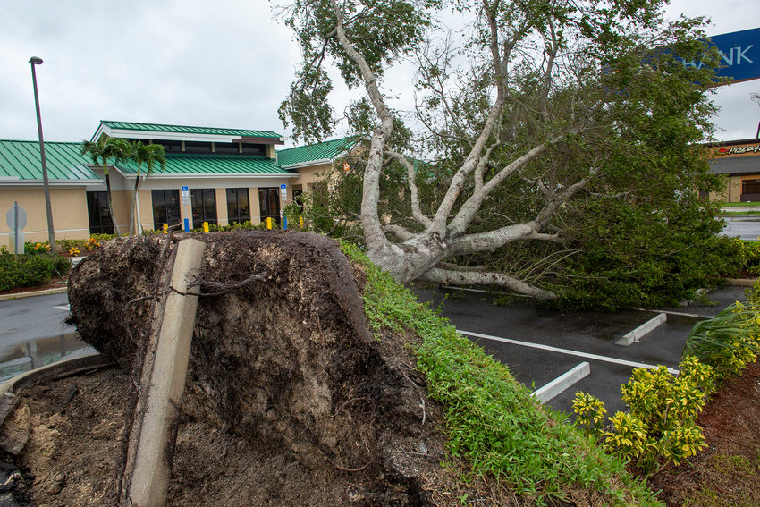 A tree collapsed in the front of the PNC Bank in Okeechobee [Photo by Richard Marion]
