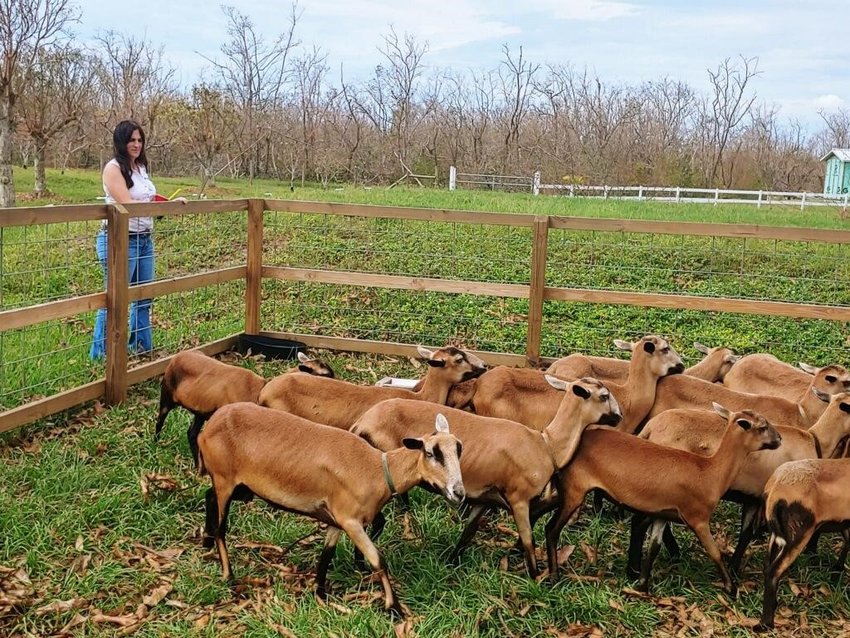 Lindsey Wiggins, UF/IFAS multicounty livestock agent for Lee, Hendry, Glades, Charlotte and Collier Counties assesses sheep at the Gatherings Grove farm.