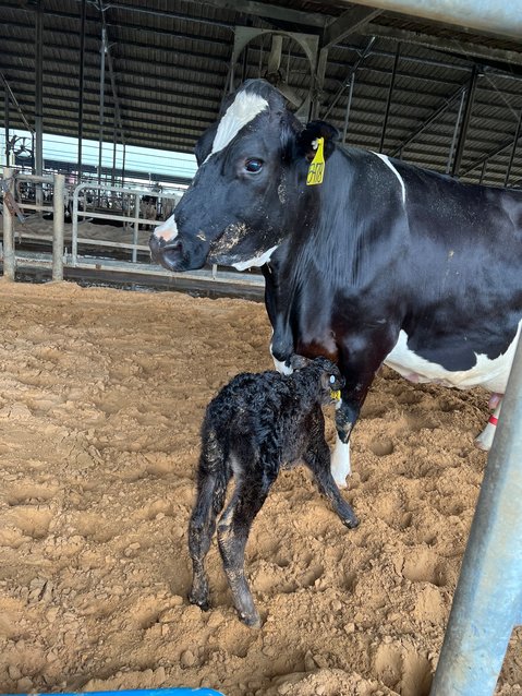 A newborn calf in the maternity barn
