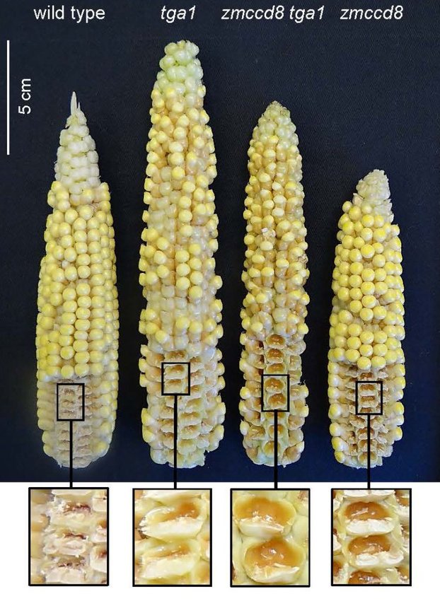 On the left, a typical ear of corn compared to corn bred for the study that exhibited physical characteristics found in ancient corn.