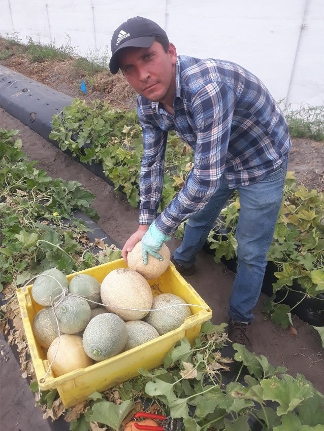 Ueder Lopes, a professor at Universidade Federal do Agreste Pernambuco in Brazil and a project collaborator, harvests cantaloupes.