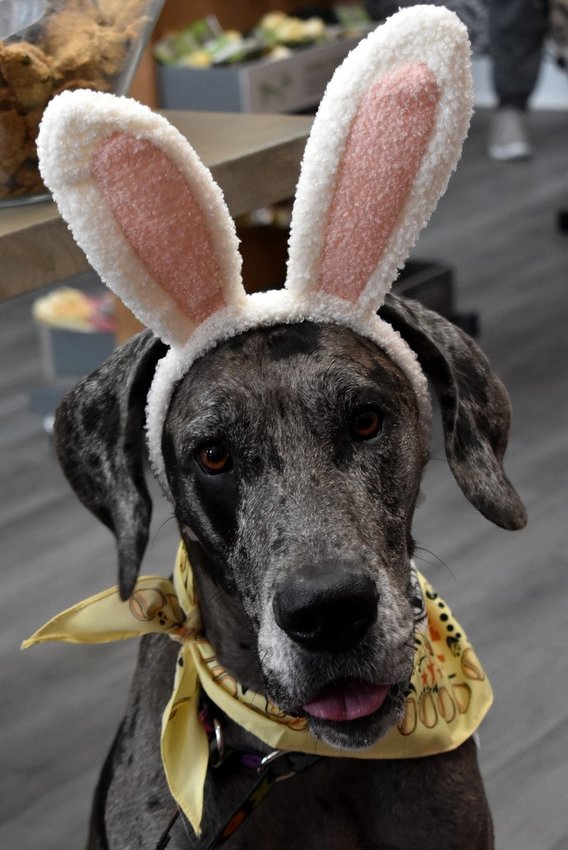 Bring your fur baby to the Bark in the Park event so he can see the Easter Bunny.