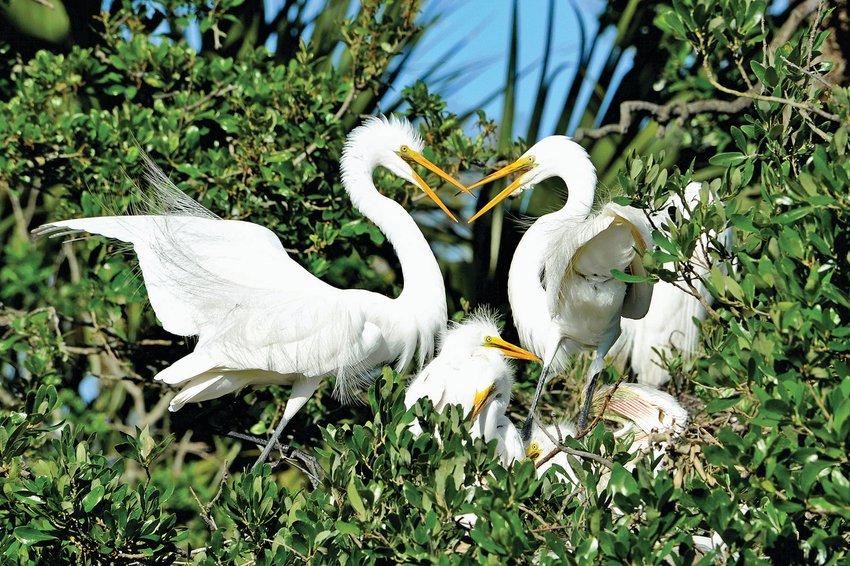 Great egrets squabbling. [Photo by Charles Lee/Audubon]