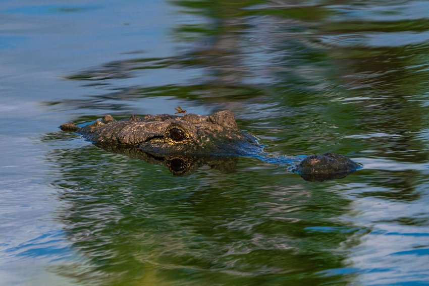 A Florida gator peeking with a dragonfly on its head at Bluehead Ranch