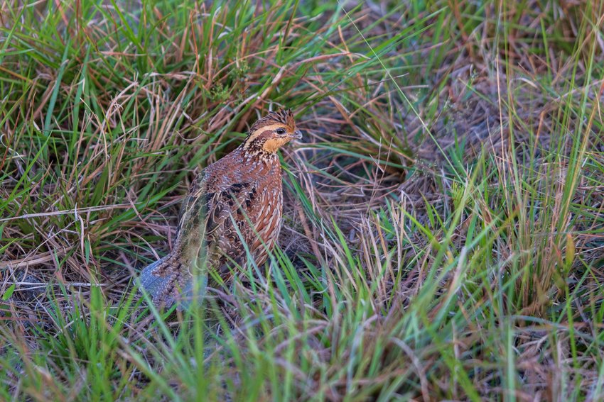 Blue Head Ranch provides habitat for Northern bobwhite quail.