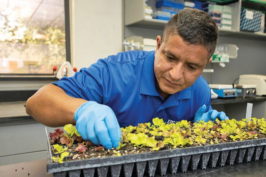 Germán Sandoya Miranda examines plant samples in a lab at the UF/IFAS Everglades Research and Education Center. [Photo courtesy UF/IFAS]
