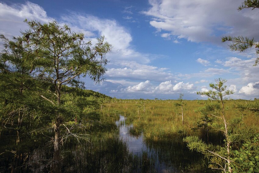 This photo from Everglades National Park show a wide view of a wetland prairie with some scattered cypress trees. [Photo by Federico Acevdeo/National Park Service]