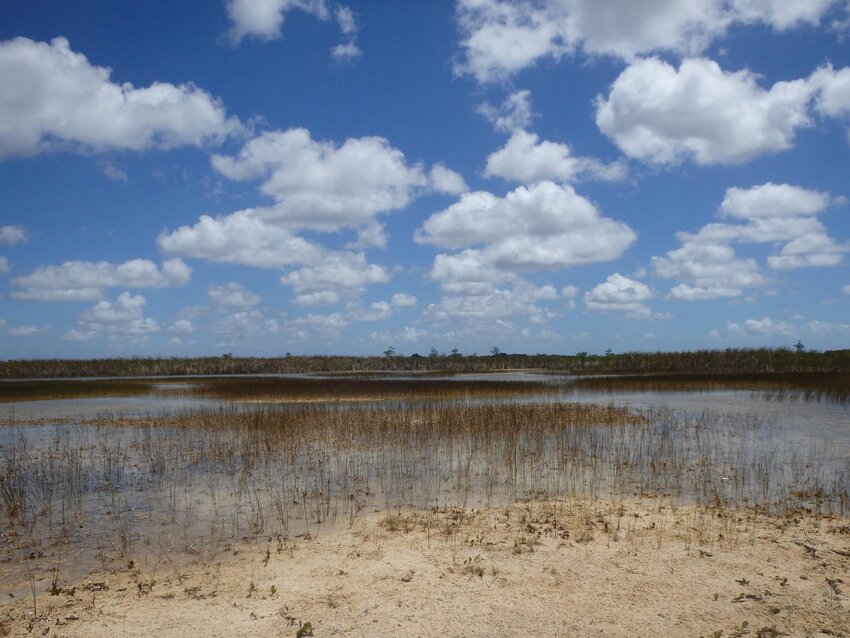 In the dry season, water levels in Everglades National Park are lower. This is part of the ecosystem’s natural cycle. [Photo courtesy Everglades National Park.]