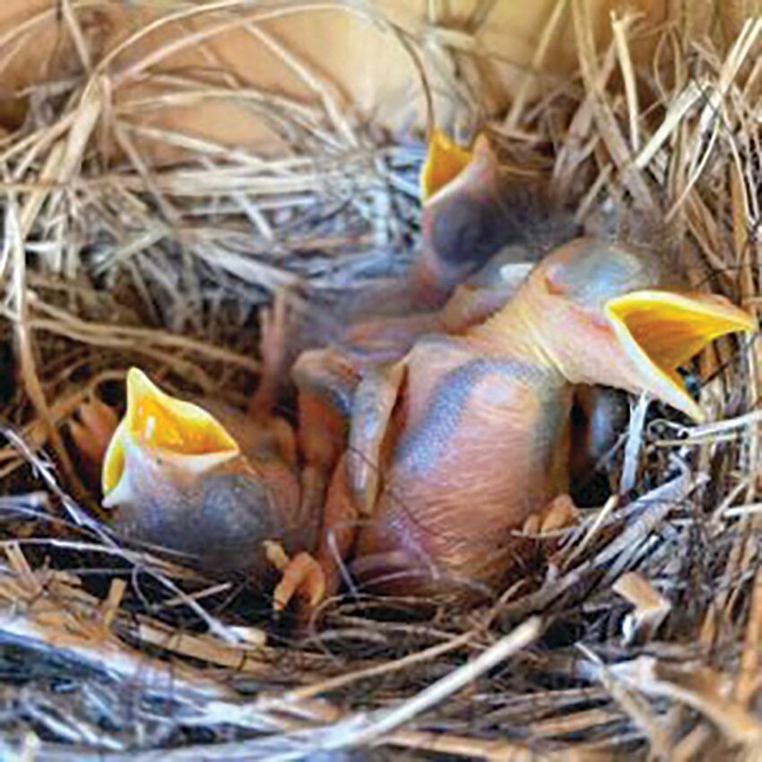 Eastern bluebird nestlings wait for a bite to eat. Dad is more likely to offer food at this stage, but Mom had the hard job of incubating the eggs until they hatched.