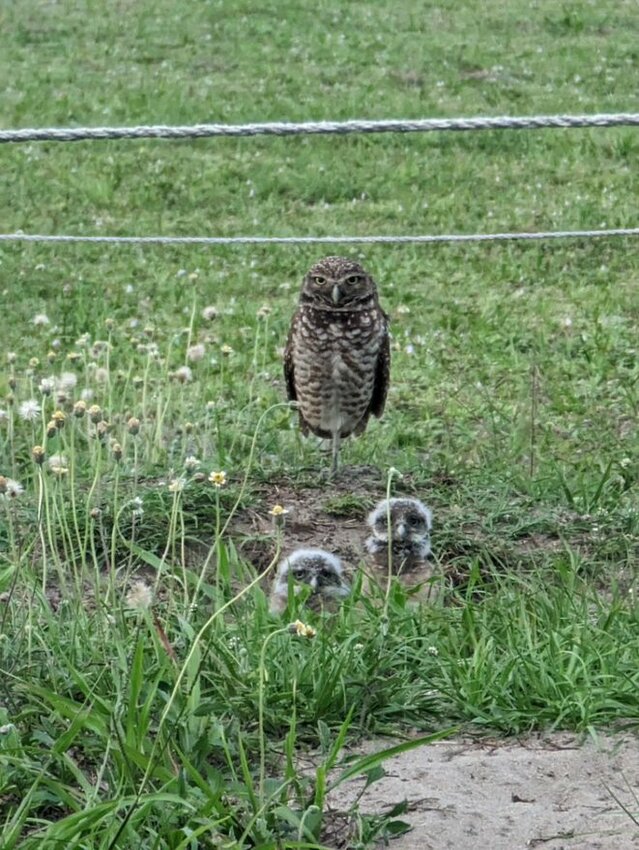 Burrowing owl family.