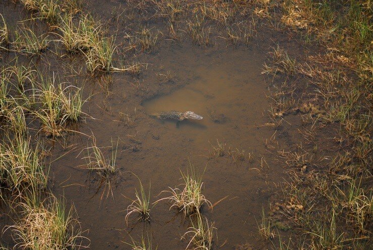 Alligators dig holes, making ponds in marshes that retain water as the surrounding marsh dries out.