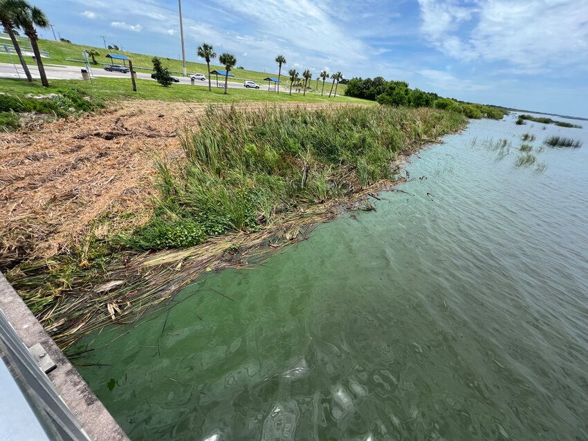 An algal bloom was visible in the water at Lock 7 on June 23. FDEP tests on June 21 found no toxins present.