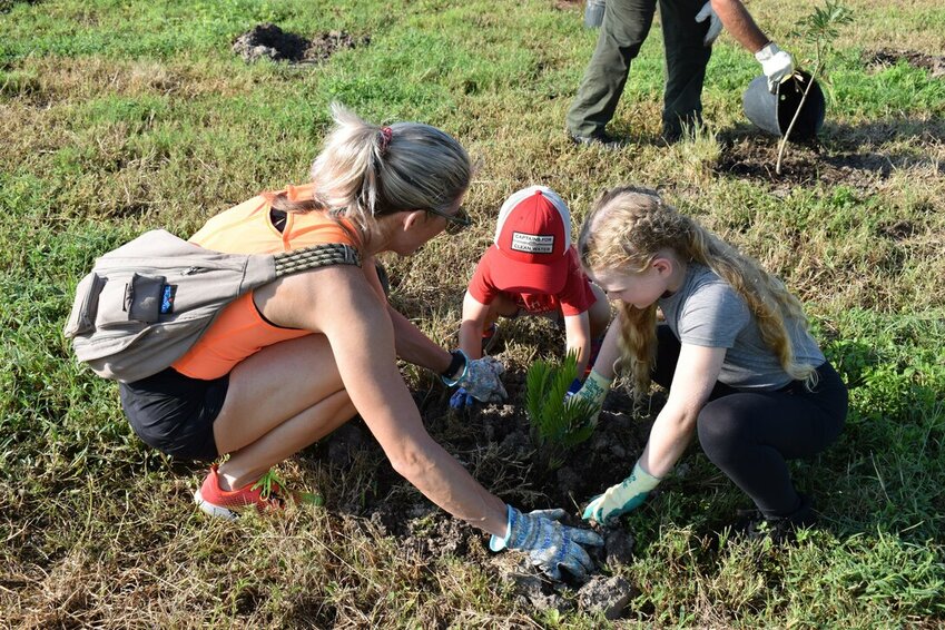 ALVA -- A family of volunteers plant Coontie, the larval host plant for the Atala butterfly, which is listed as endangered by the State of Florida.