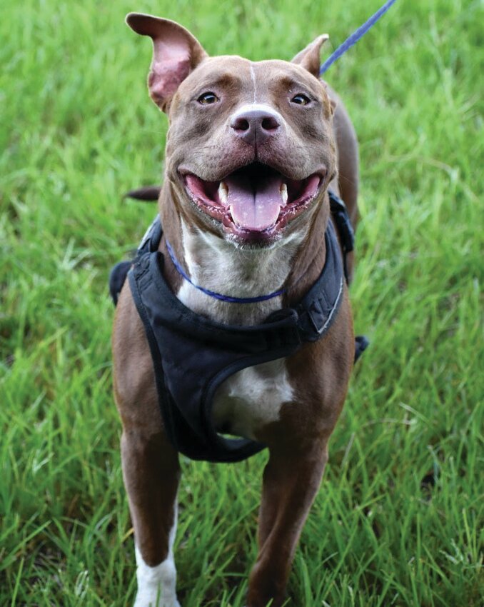 Woof Bow Wow!! My name is SMOKEY #2306203 and as you can tell by the smile on my face I am one Happy Boy!! I'm up to date on shots, microchipped, neutered and Looking for love of a family, best friend. I get along with other dogs and love people. Come to Okeechobee County Sheriff's Office Animal Control Service and do a meet and greet with me.