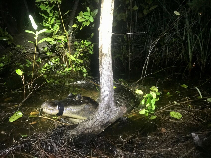 An adult male spectacled caiman captured in the Biscayne Bay Coastal Wetlands within the CERP Everglades restoration project.