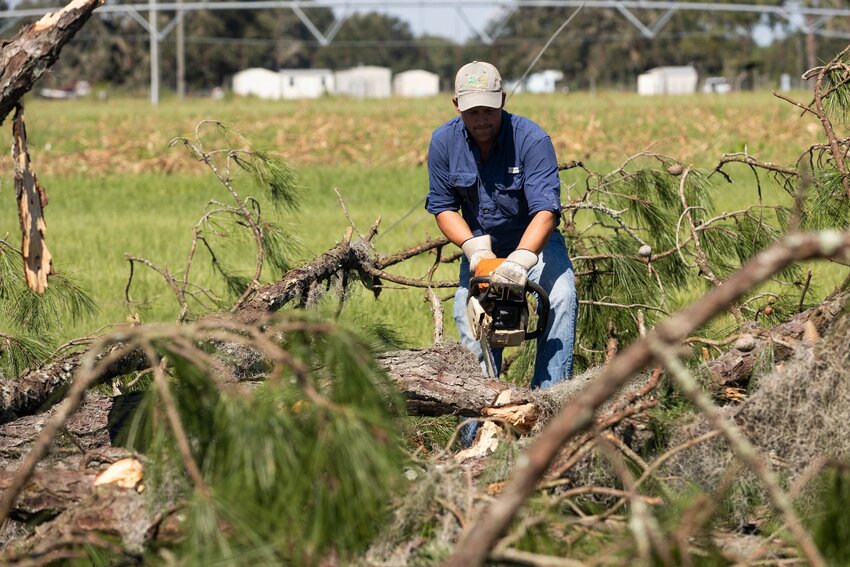 A volunteer uses a chainsaw at the North Florida Research Education Center -- Suwannee Valley.