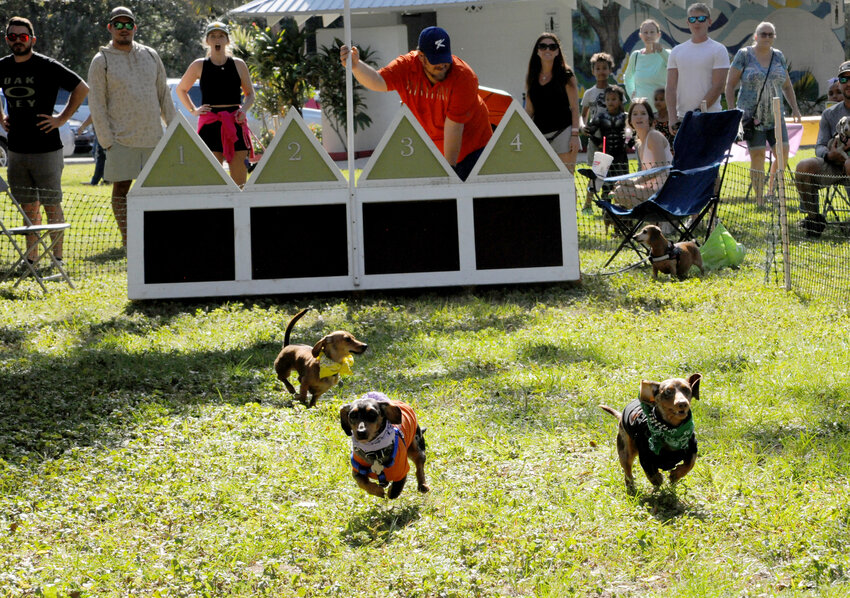 LABELLE -- Lenny's Downtown Doxie Dash drew 35 Dachshunds along with their owners and fans to the races in Barron Park on Oct. 21.