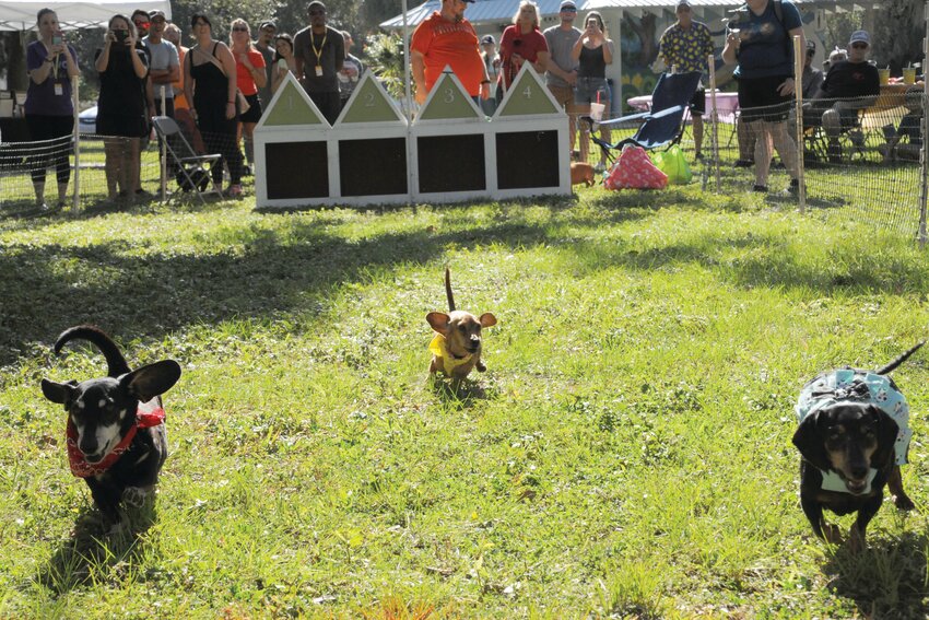 LABELLE -- Dachshund races were the highlight of the Howl-O-Ween event in LaBelle's Barron Park on Oct. 21.