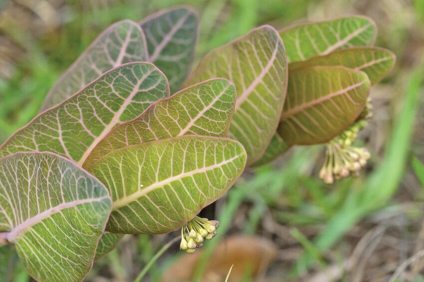 Florida is home to several native and unique species of milkweed, including this pinewoods milkweed (Asclepias humistrata), which inhabits dry upland areas in North Central Florida and the Panhandle. [Photo by Jeff Gage/Florida Museum]