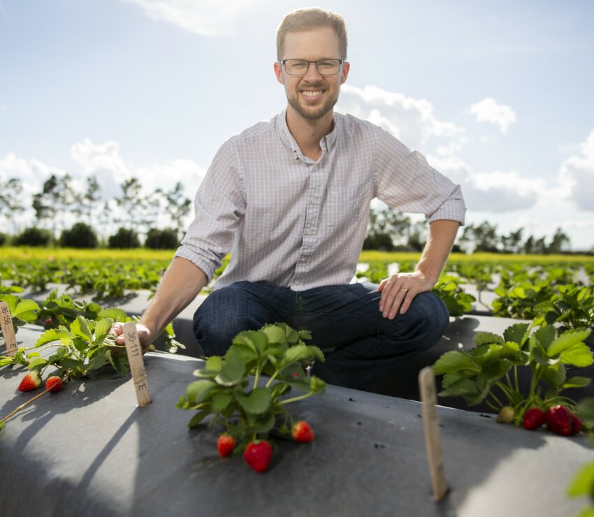 Dr. Vance Whitaker, UF/IFAS strawberry breeder, in the research fields at the Gulf Coast Research and Education Center.