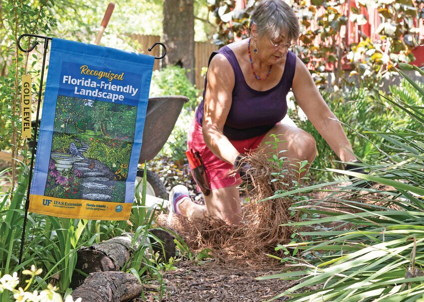 A homeowner spreads pinestraw in her yard.