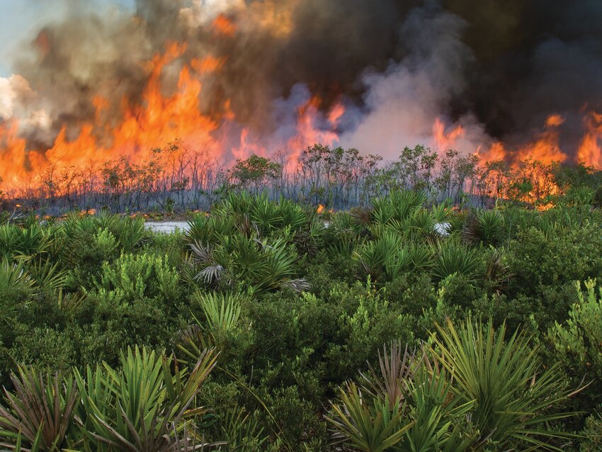 Fire is an essential part of healthy ecosystem cycles for much of Central Florida. [Photo by Reed Bowman]