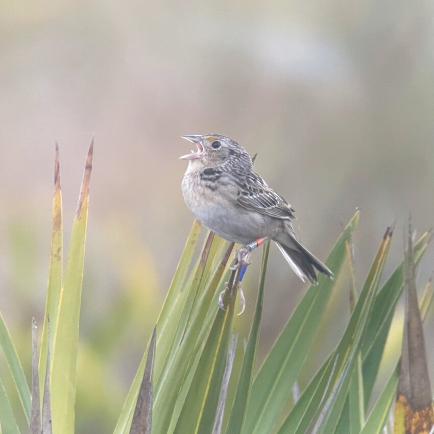 Archbold scientists lead the monitoring and release of Endangered Florida Grasshopper Sparrows on Avon Park Air Force Range. [Photo by Liz Abraham]