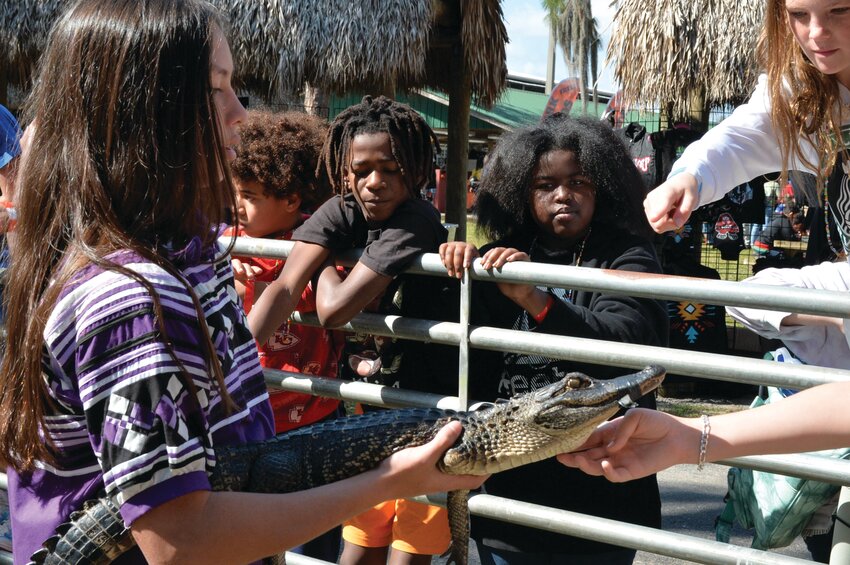 Nahcki Bille shows a baby alligator to visitors at the 2024 Brighton Seminole Field Day Festival. [Photo by Katrina Elsken/Lake Okeechobee News]
