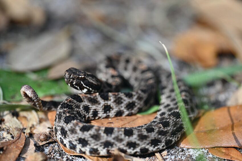 The native pygmy rattlesnake is one of the species targeted by the non-native lung parasite, Raillietiella orientalis.