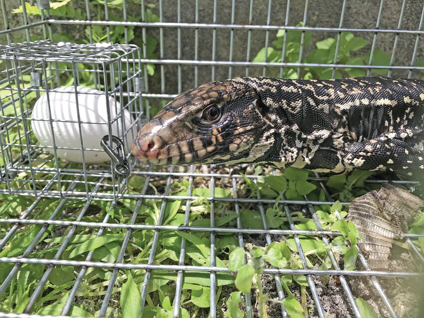 A tegu trapped in St. Lucie County with new Ai traps. [Photo courtesy UF/IFAS]