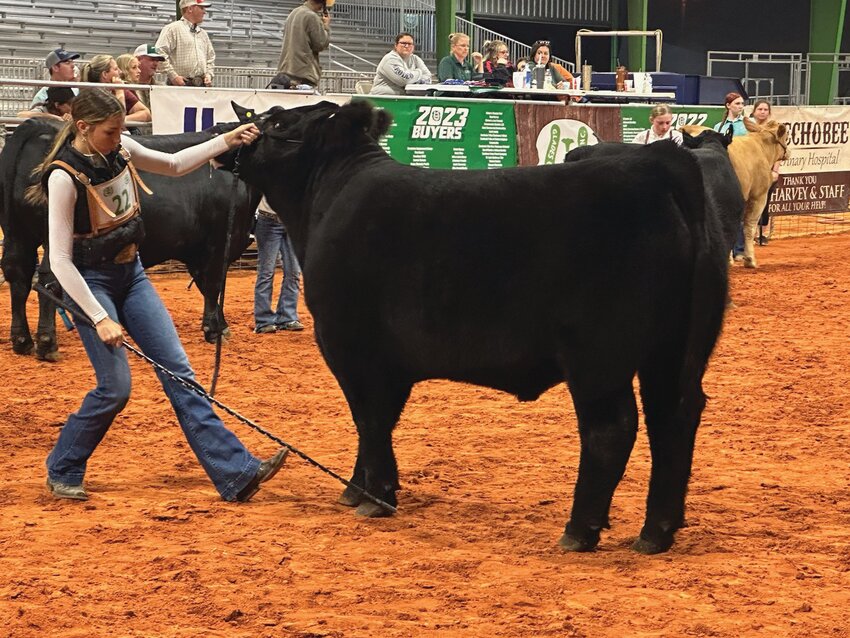 MOORE HAVEN -- Kaelyn Murray had the Home Grown Grand Champion .and Reserve Grand Champion Steer in the Glades County Youth Livestock Show. [Courtesy photo]